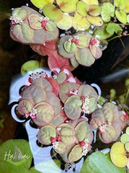 Red Root Floater Plants In An Aquascape