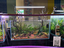 Load image into Gallery viewer, Logan Rando Signature 90P Aquascape ā "Curated Balance"