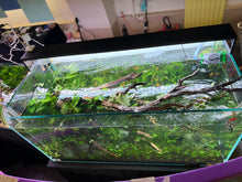Load image into Gallery viewer, UNS 120U Aquascape Display – “Elderfall Refuge”
