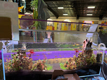 Load image into Gallery viewer, “Blue Mountains” – Signature UNS 90L Aquascape Display