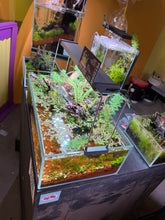 Load image into Gallery viewer, Pascal’s Pond – Shallow-Style Micro Aquascape
