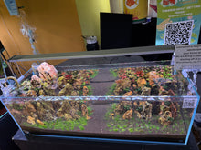 Load image into Gallery viewer, “Blue Mountains” – Signature UNS 90L Aquascape Display