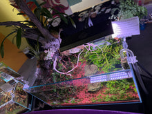 Load image into Gallery viewer, “Ledgers Fall” – Signature UNS 90P Aquascape Display