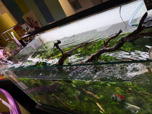 Load image into Gallery viewer, UNS 120U Aquascape Display – “Elderfall Refuge”