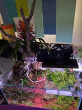 Load image into Gallery viewer, “Ledgers Fall” – Signature UNS 90P Aquascape Display