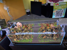 Load image into Gallery viewer, “Blue Mountains” – Signature UNS 90L Aquascape Display