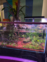 Load image into Gallery viewer, “Ledgers Fall” – Signature UNS 90P Aquascape Display