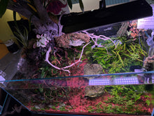 Load image into Gallery viewer, “Ledgers Fall” – Signature UNS 90P Aquascape Display