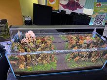 Load image into Gallery viewer, “Blue Mountains” – Signature UNS 90L Aquascape Display