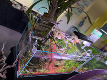 Load image into Gallery viewer, “Ledgers Fall” – Signature UNS 90P Aquascape Display