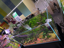 Load image into Gallery viewer, Logan Rando Signature 90P Aquascape ā "Curated Balance"