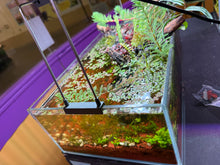 Load image into Gallery viewer, Pascal’s Pond – Shallow-Style Micro Aquascape