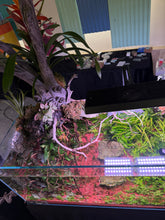 Load image into Gallery viewer, “Ledgers Fall” – Signature UNS 90P Aquascape Display