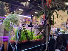 Load image into Gallery viewer, “Ledgers Fall” – Signature UNS 90P Aquascape Display