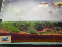 Load image into Gallery viewer, UNS 45E Paludarium ā Compact, Lush, and Full of Life