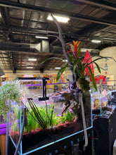 Load image into Gallery viewer, “Ledgers Fall” – Signature UNS 90P Aquascape Display