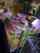 Load image into Gallery viewer, “Ledgers Fall” – Signature UNS 90P Aquascape Display