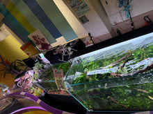 Load image into Gallery viewer, UNS 120U Aquascape Display – “Elderfall Refuge”