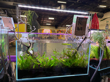 Load image into Gallery viewer, Logan Rando Signature 90P Aquascape ā "Curated Balance"