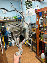 Load image into Gallery viewer, Tom Barr's Premium Manzanita Wood for Aquascaping – Natural Aquarium Driftwood