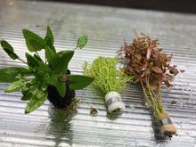 Load image into Gallery viewer, AQUARIUM PLANT 'OMAKASE' BUNDLE