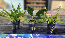 Load image into Gallery viewer, AQUARIUM PLANT 'OMAKASE' BUNDLE
