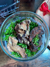 Load image into Gallery viewer, Enclosed Terrarium Workshop