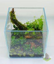 Load image into Gallery viewer, Terrarium Aquascape Workshop