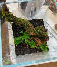 Load image into Gallery viewer, Terrarium Aquascape Workshop