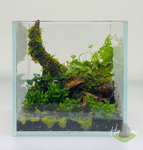 Load image into Gallery viewer, Terrarium Aquascape Workshop