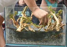 Load image into Gallery viewer, Classic Nature Aquarium Workshop