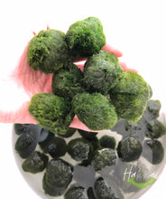 Load image into Gallery viewer, Marimo Moss Ball