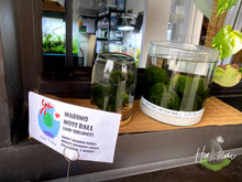 Load image into Gallery viewer, Marimo Moss Ball