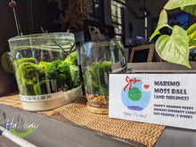 Load image into Gallery viewer, Marimo Moss Ball