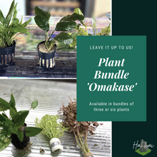 Load image into Gallery viewer, AQUARIUM PLANT 'OMAKASE' BUNDLE