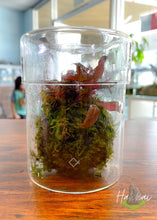 Load image into Gallery viewer, Wabi-Kusa Aquascape Workshop