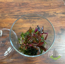 Load image into Gallery viewer, Wabi-Kusa Aquascape Workshop