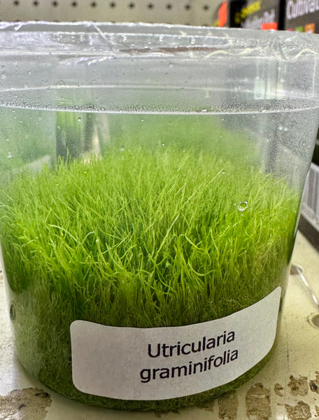 Ultimate Guide to Caring for Utricularia Graminifolia (UG)