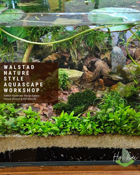Dive into Aquascaping with Hakkai's Upcoming Workshops in San Diego