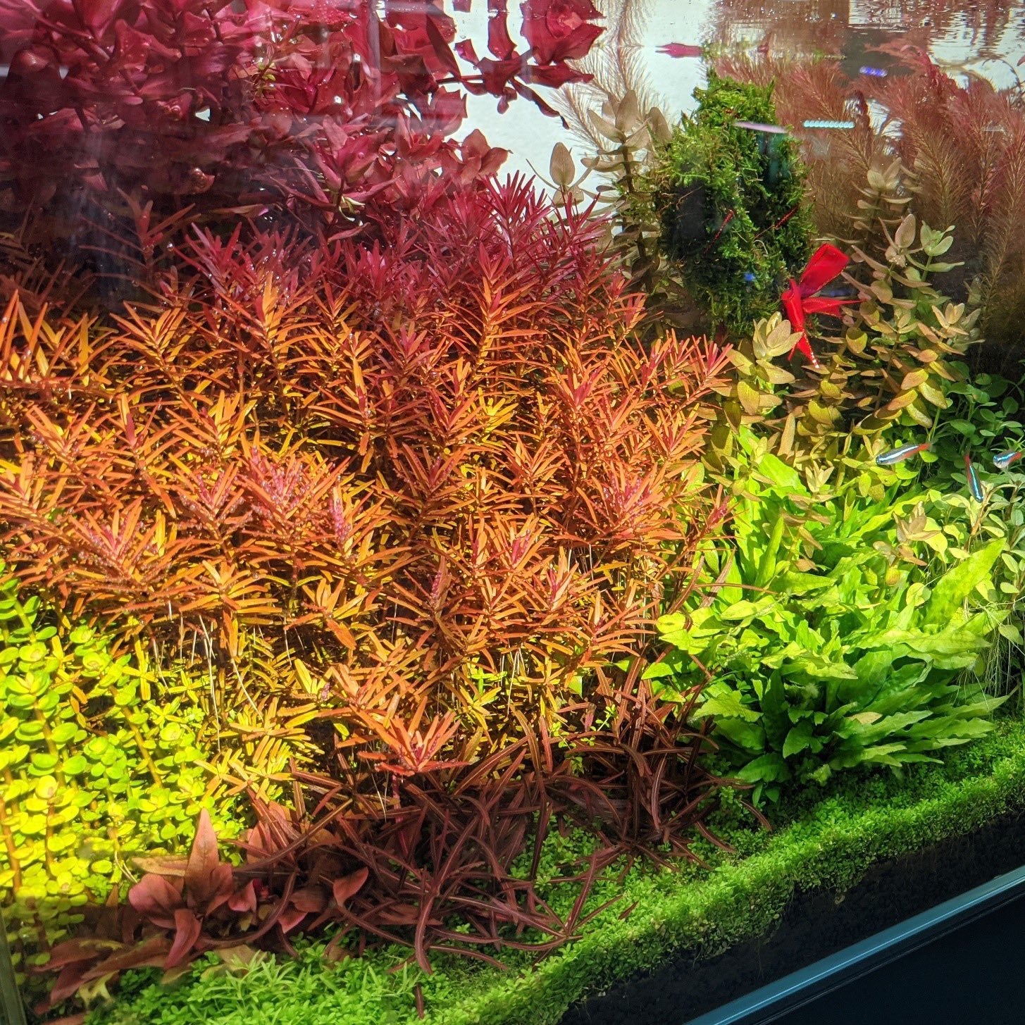 A lush Dutch-style planted aquarium with dense stem plants, the kind of growth consistent fertilizing supports