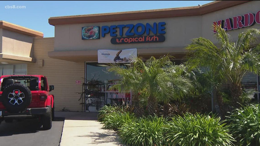 Our Sister Store Pet zone Tropical Fish Featured On CBS 8 News 'Shop Local' AAPI Heritage Month Segment