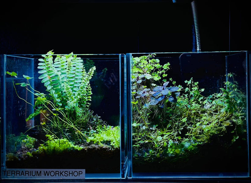 Easy Aquascapes To Maintain & Low Space Needs: Terrariums