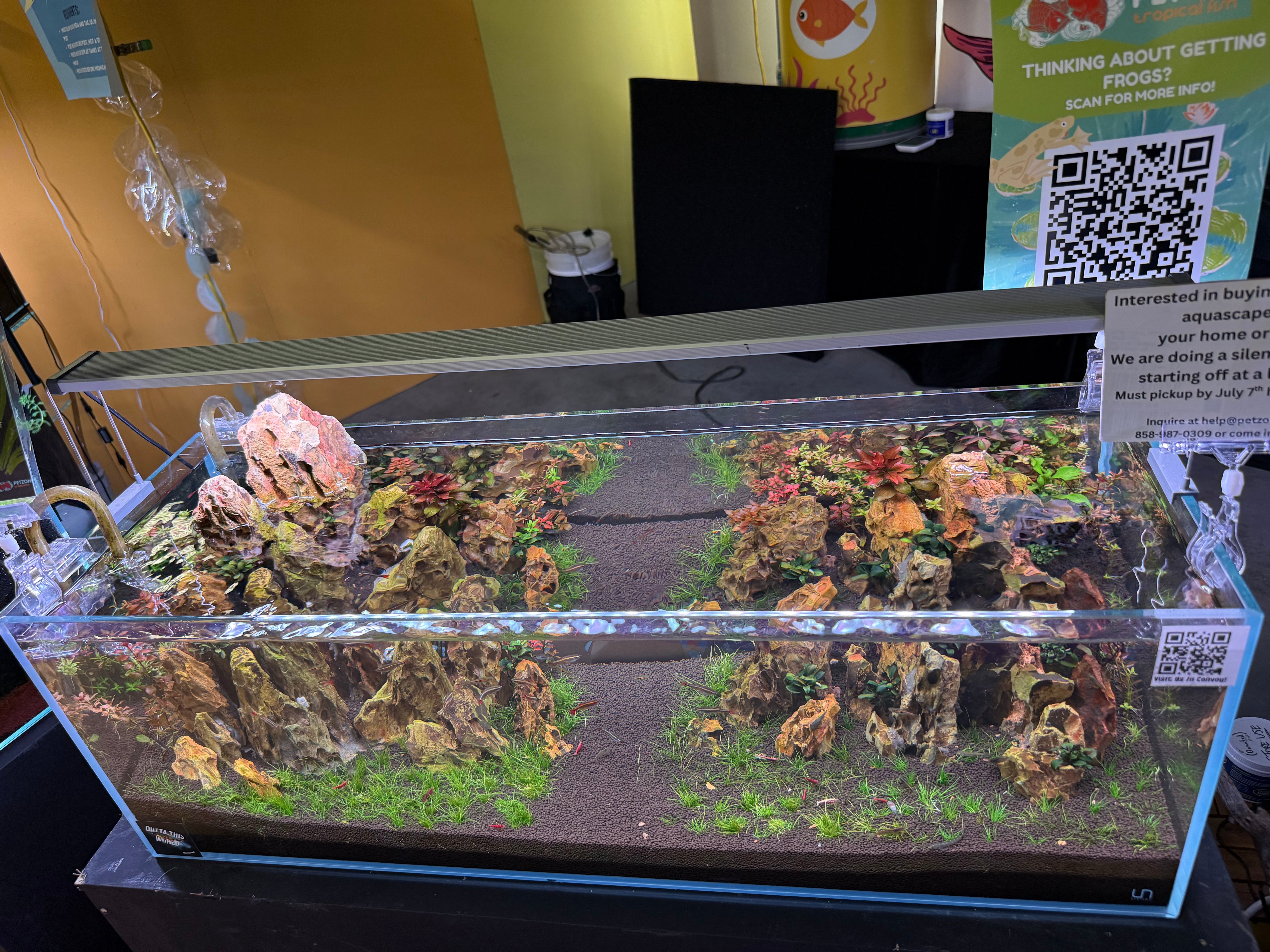 Blue Mountains, signature UNS 90L jungle-style aquascape display, Hakkai