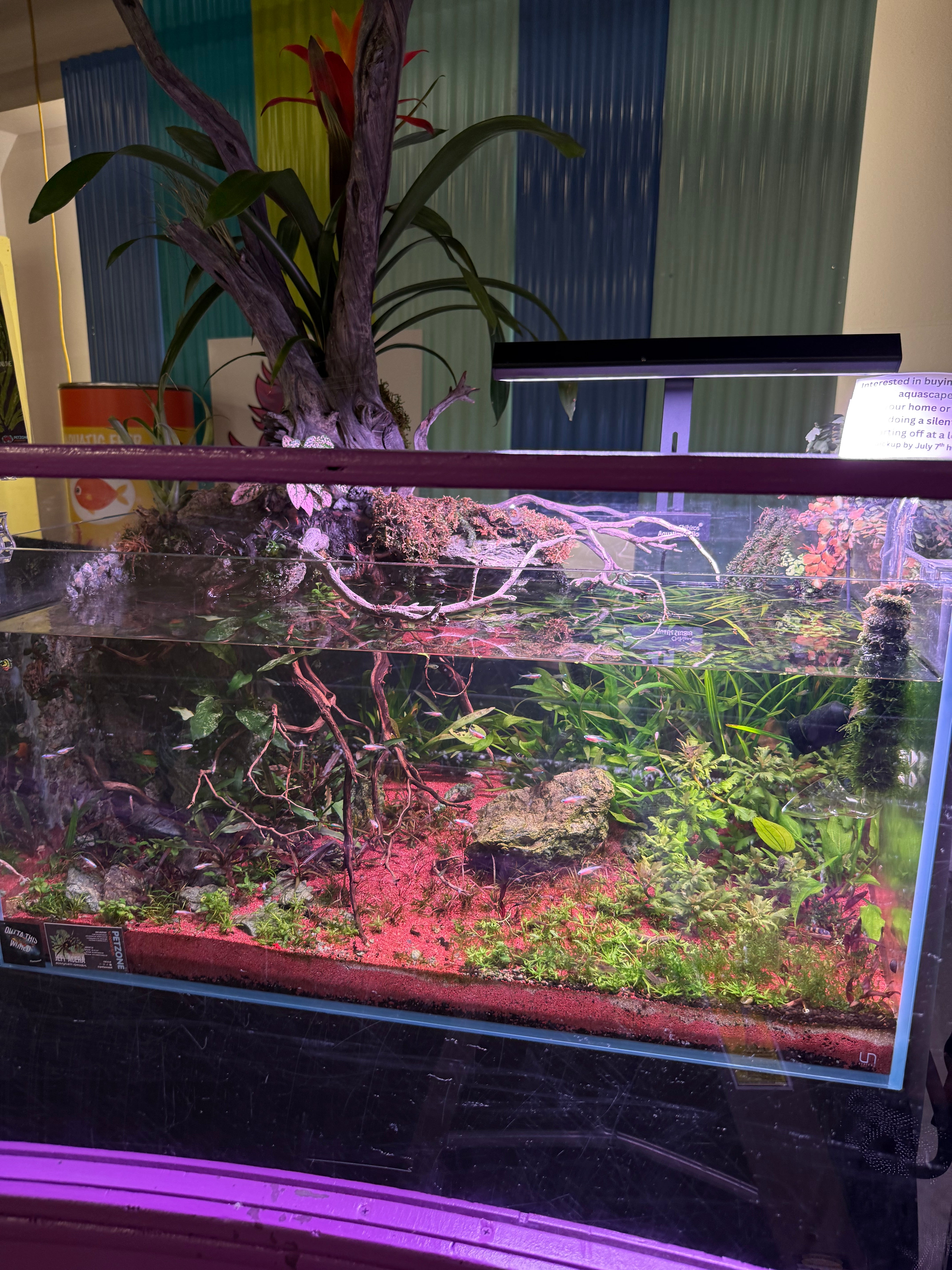 Ledgers Fall, signature UNS 90P jungle-style aquascape display, Hakkai