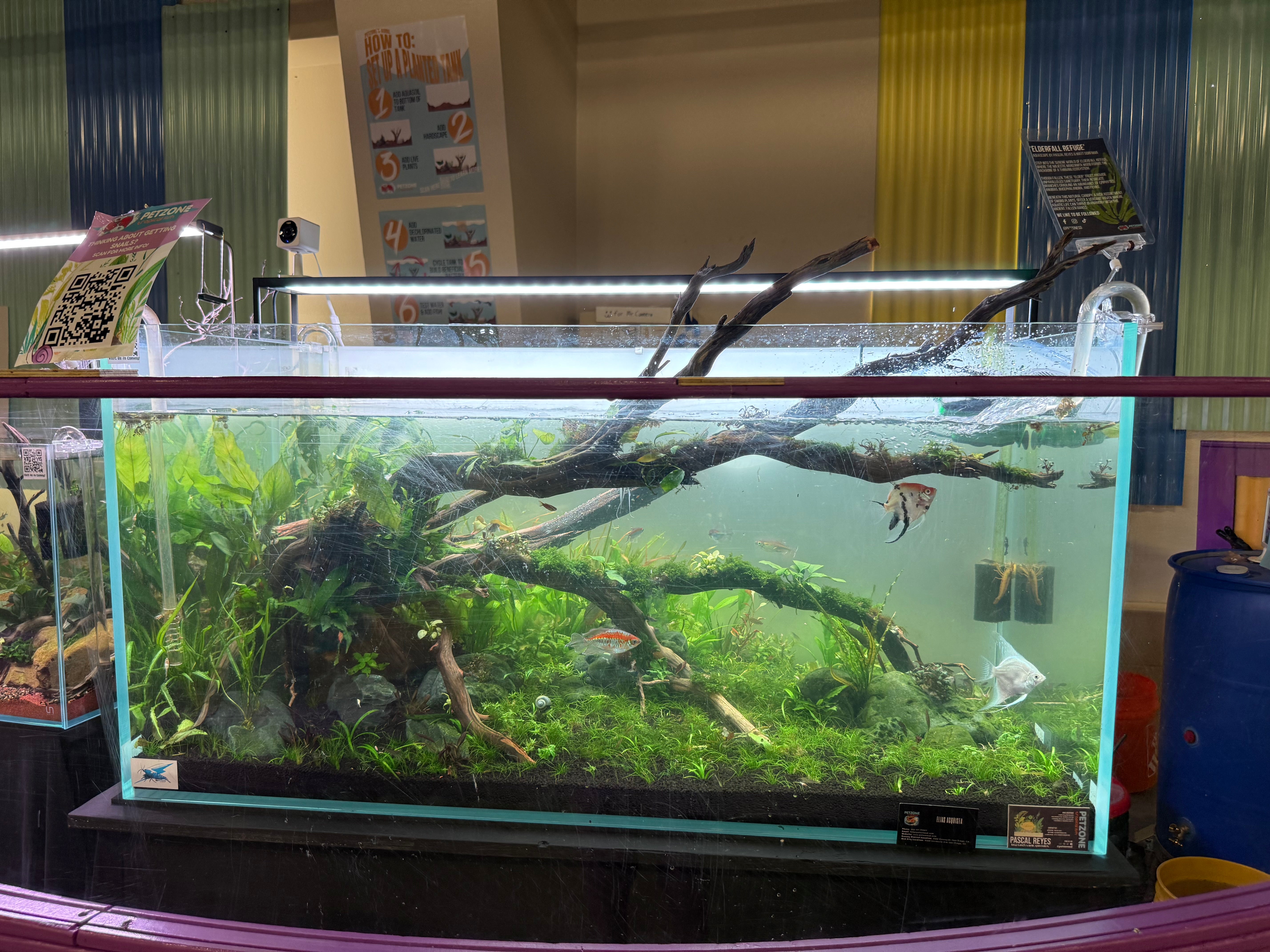 UNS 120U Elderfall Refuge, a clean, simple aquascape layout, Hakkai
