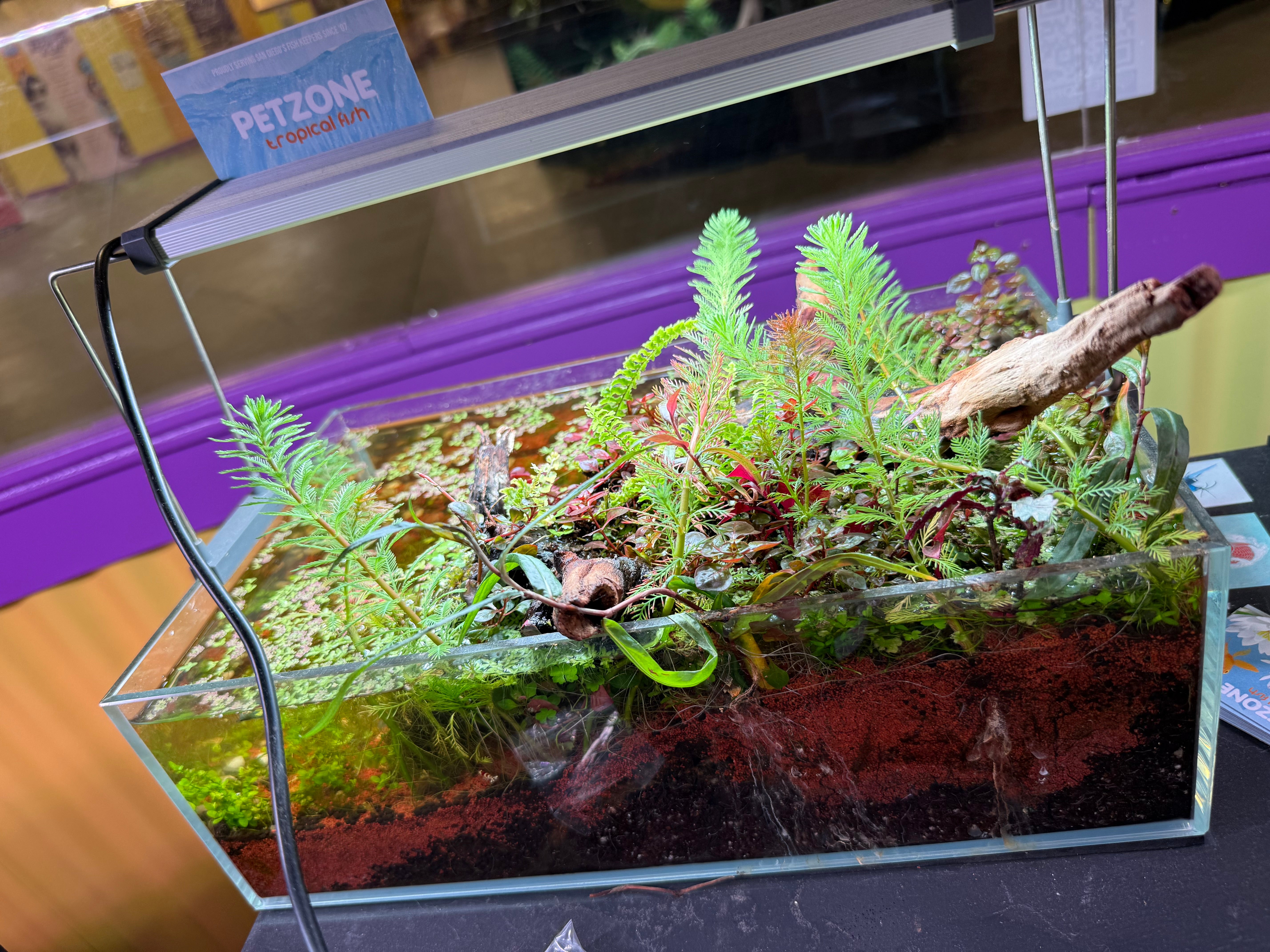 Pascal's Pond, shallow-style jungle aquascape, Hakkai