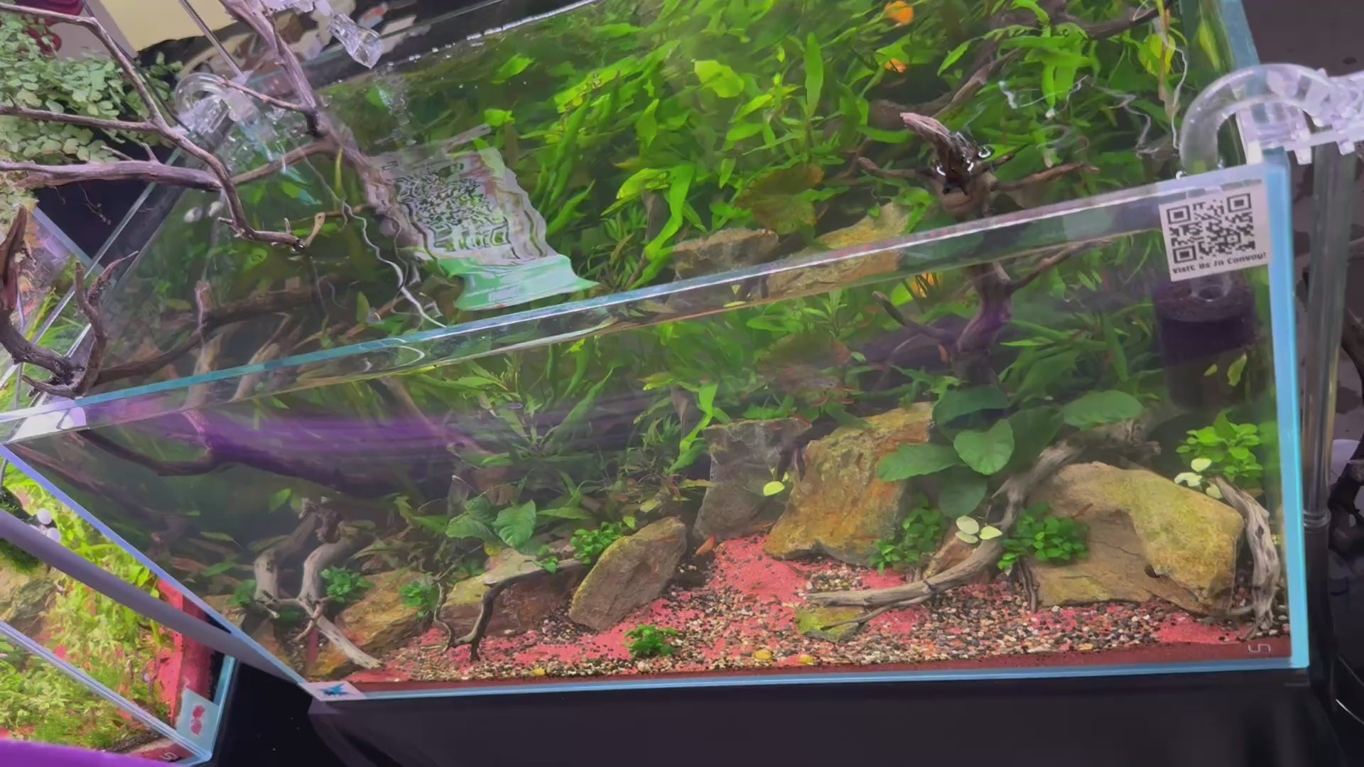 Logan Rando signature 90P aquascape, "Curated Balance", Hakkai