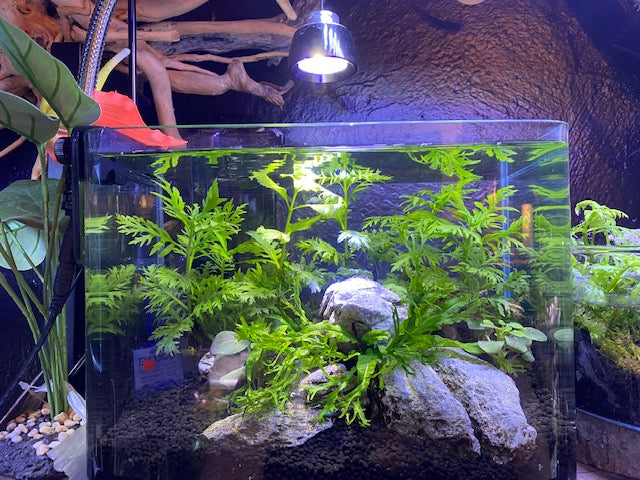 Aquascaping kit best sale