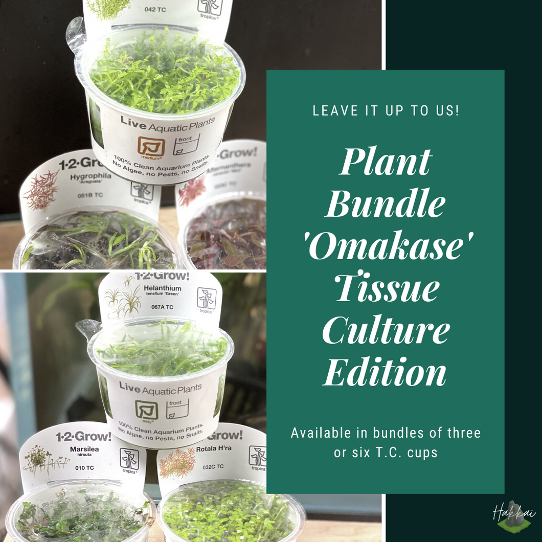 AQUARIUM PLANT 'OMAKASE' BUNDLE TISSUE CULTURE EDITION