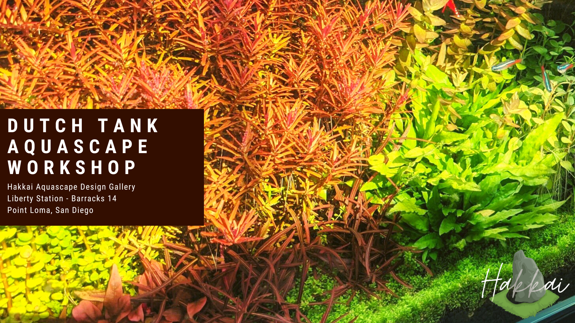 Dutch Aquascape Workshop display — dense planted color streets, Hakkai Aquascape Gallery